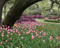 How to Layer Spring Bulbs for Continuous Colour in Your Garden - The Garden House