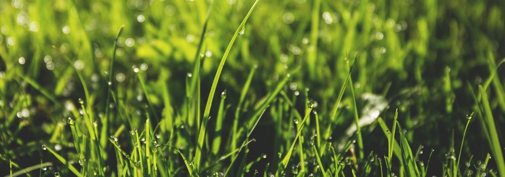 Top Tips for Lawncare - The Garden House