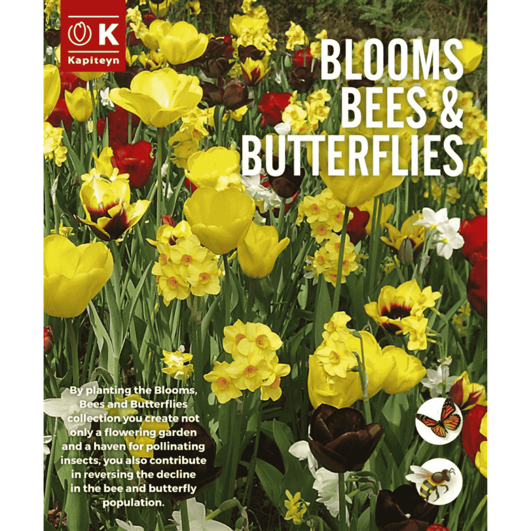 Blooms Bees & Butterflies Yellow and Maroon