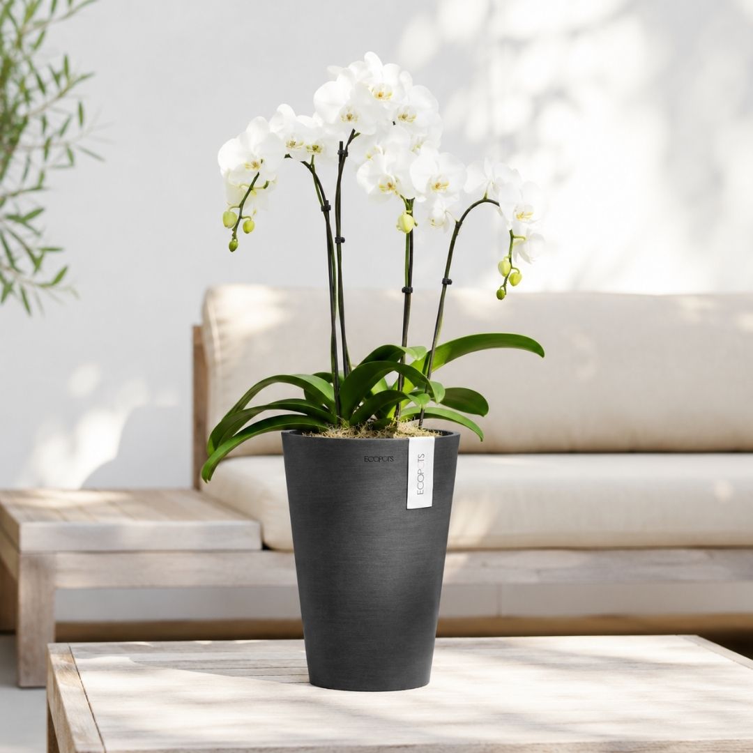Ecopots Pisa Pot 14 Dark Grey