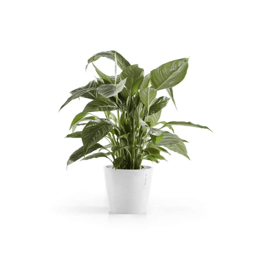 Ecopots Amsterdam 20 Pure White