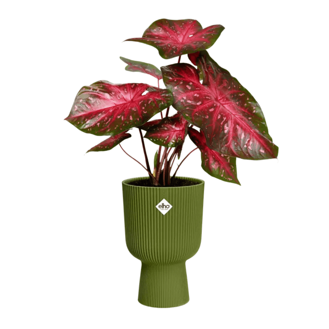 Elho Vibes Coupe Fern Green