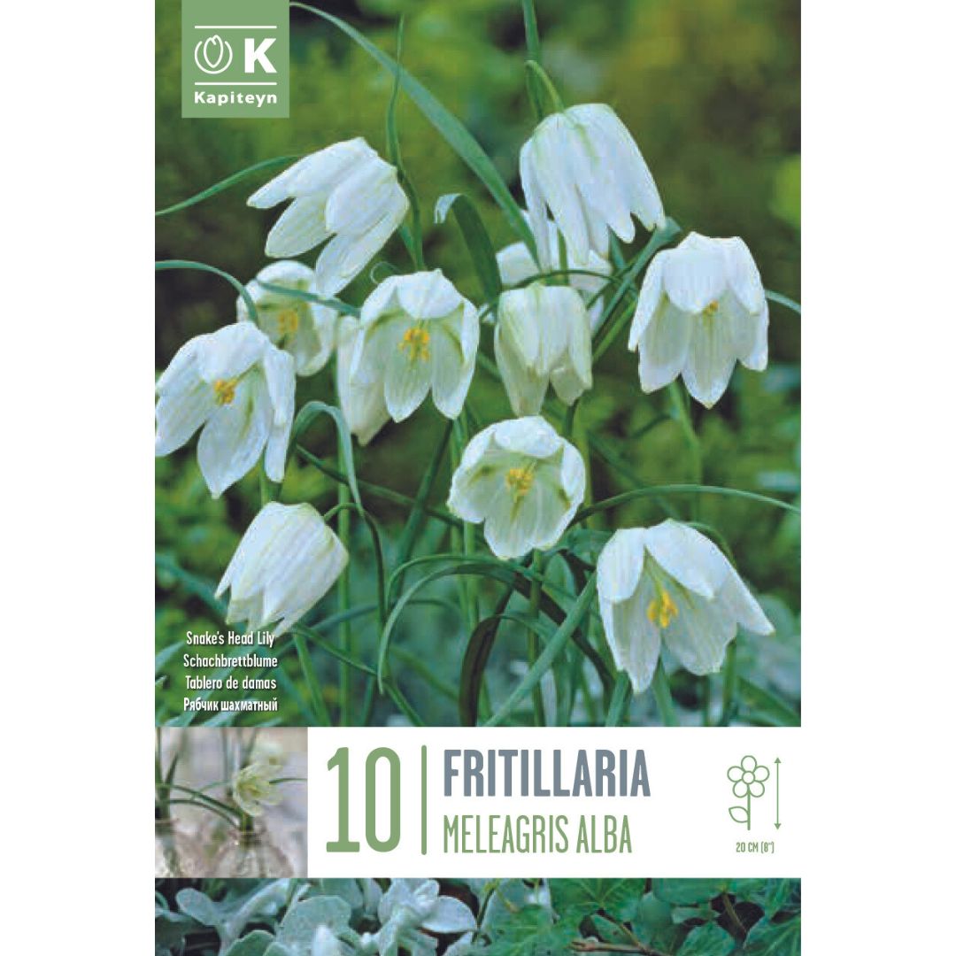 Fritillaria Meleagris Alba Bulbs