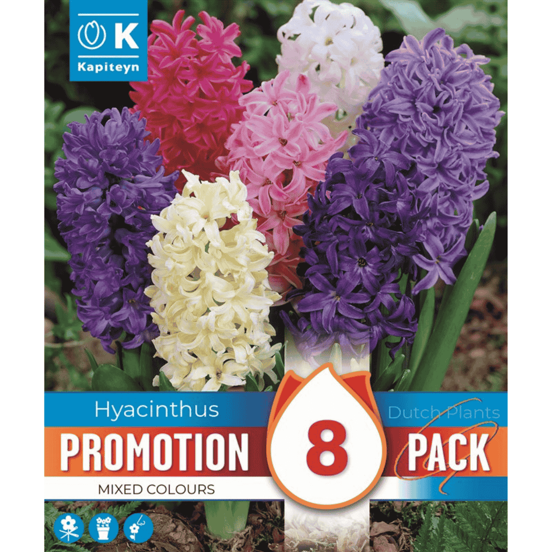 Hyacinth Promo Bulbs