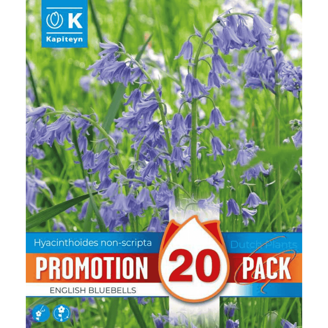 Hyacinthoides Non - Scripta (Bluebells) Promo