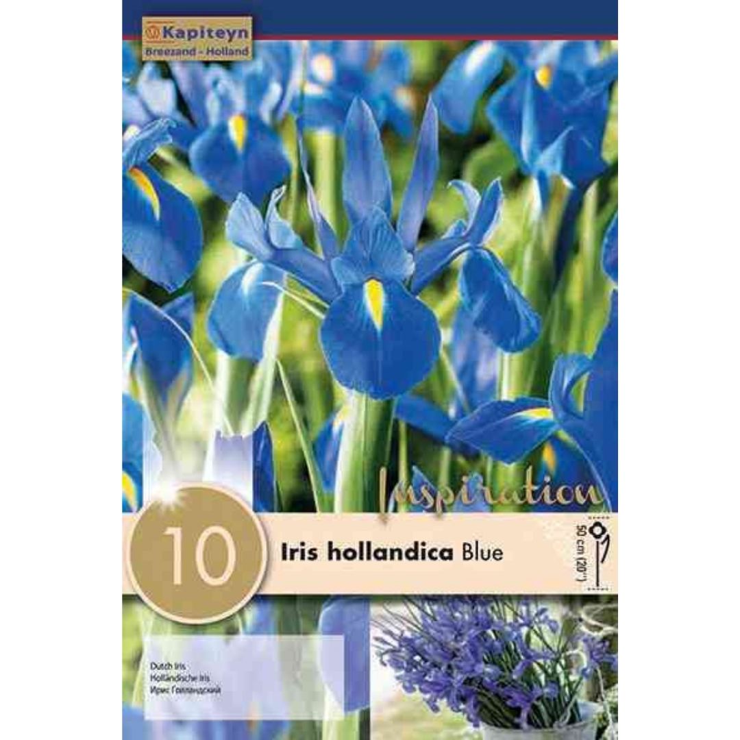 Iris hollandica Blue Bulbs