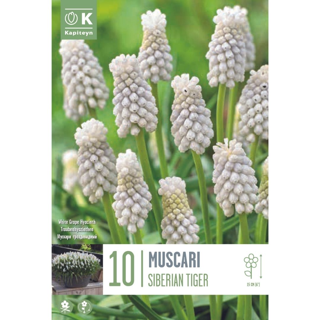 Muscari Siberian Tiger Bulbs