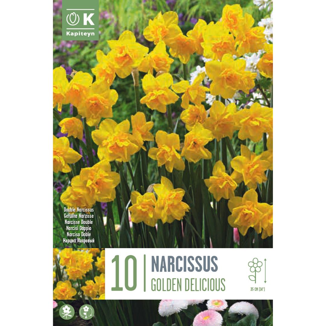 Narcissus Golden Delicious Bulbs