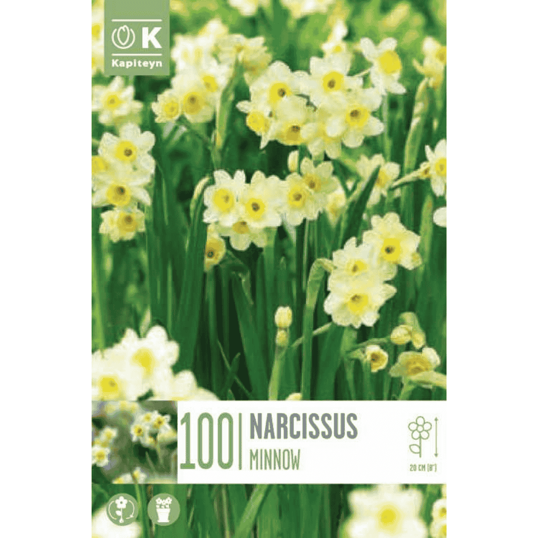 Narcissus Minnow - 100 Bulbs