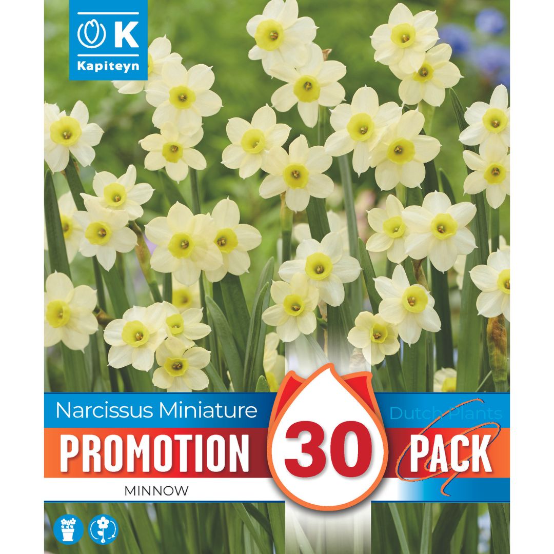 Narcissus Minnow Promo Bulbs