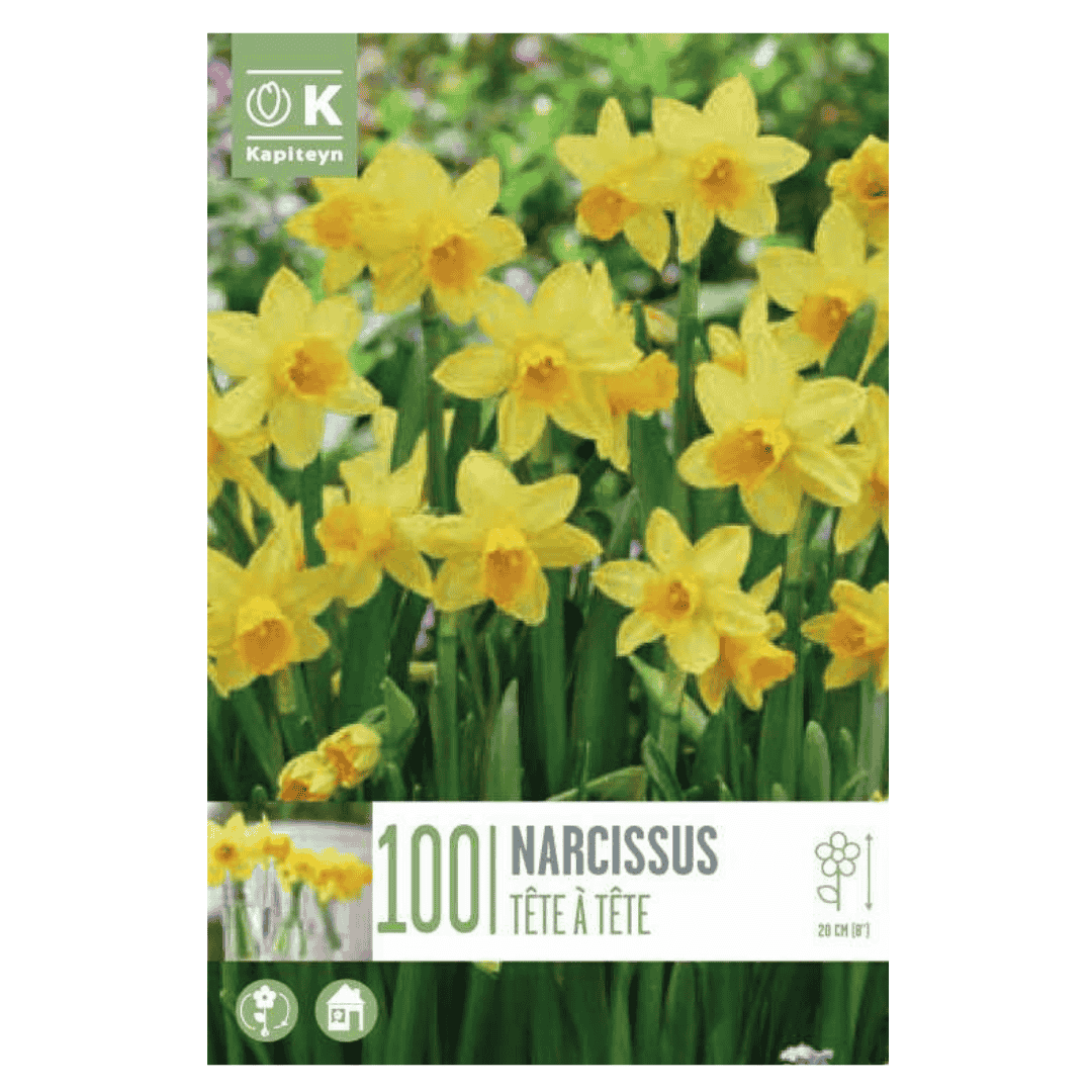 Narcissus Tête - à - Tête - 100 Bulbs
