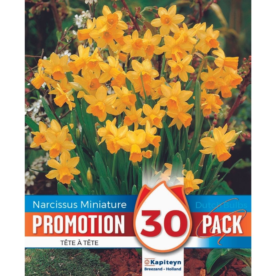 Narcissus Tête - à - Tête Promo Bulbs