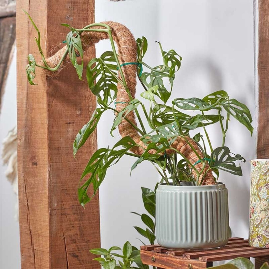 Flexi-Coco Plant Support