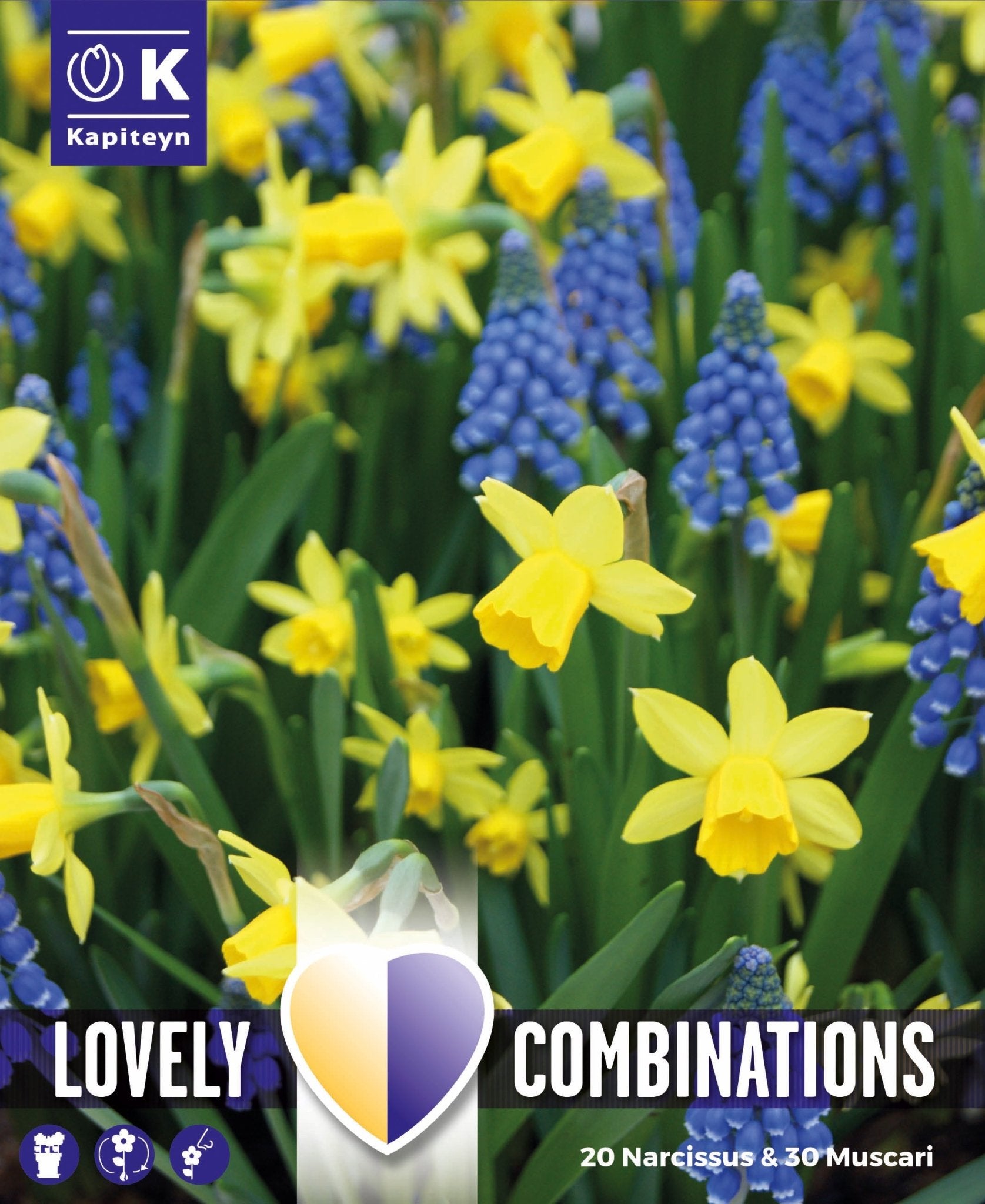 Spring Mix Narcissus & Muscari Bulbs