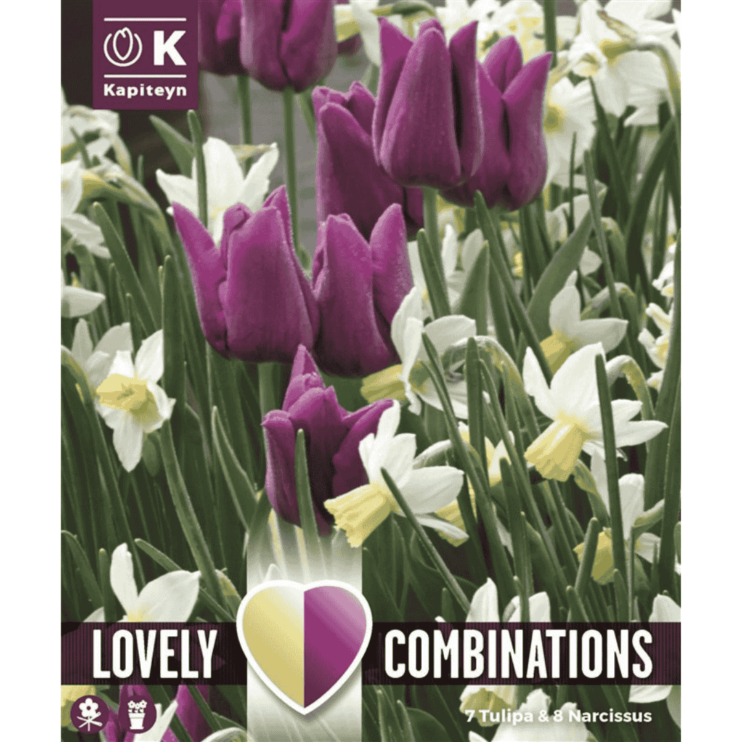 Spring Mix Purple Tulip & Narcissus Bulbs