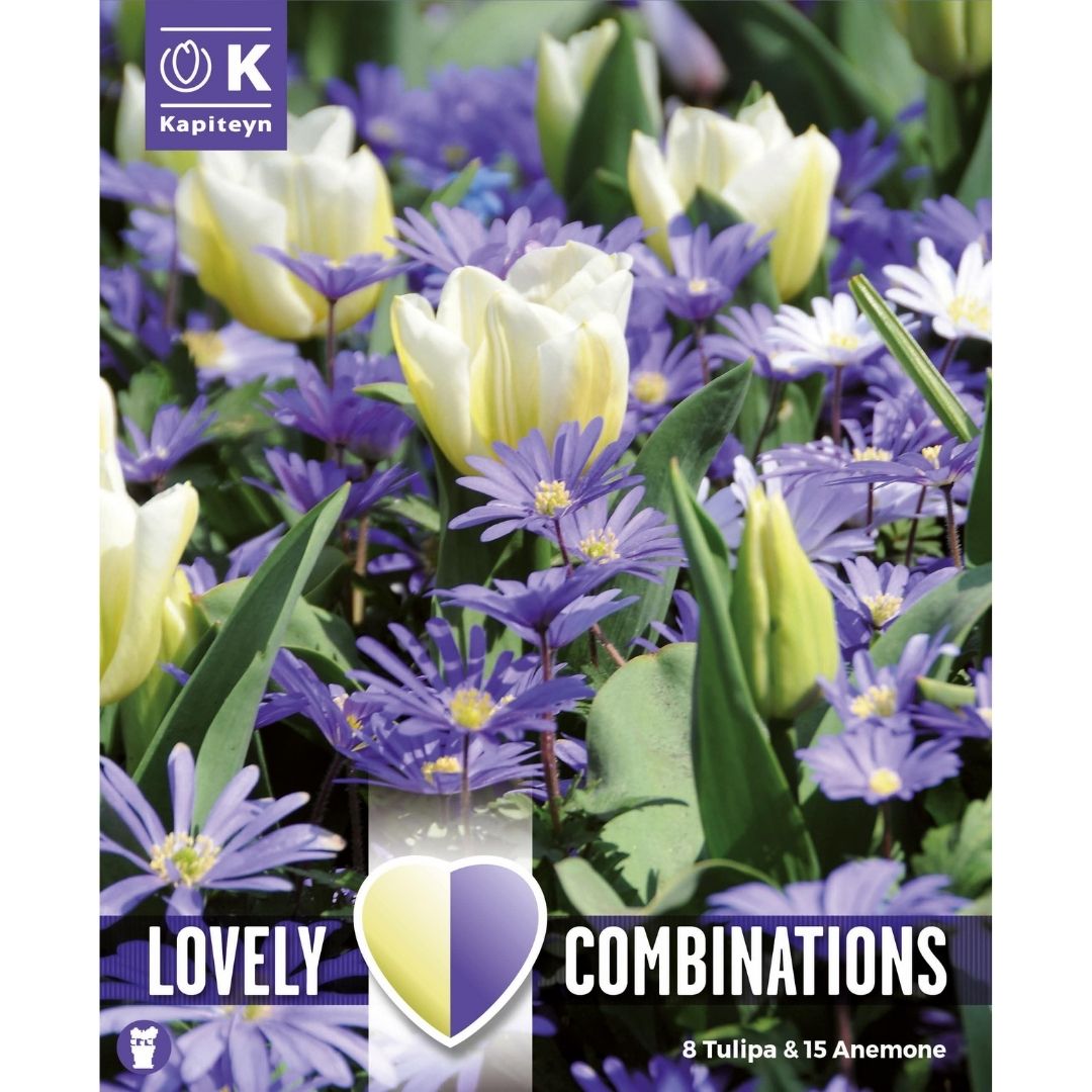 Spring Mix Tulip & Anemone Bulbs