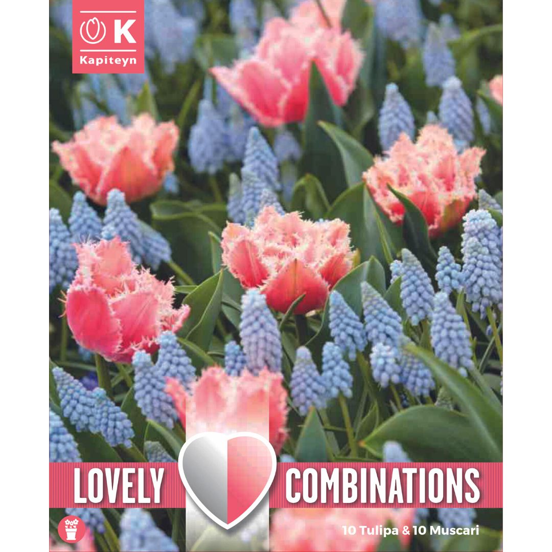 Spring Mix Tulip & Muscari Bulbs