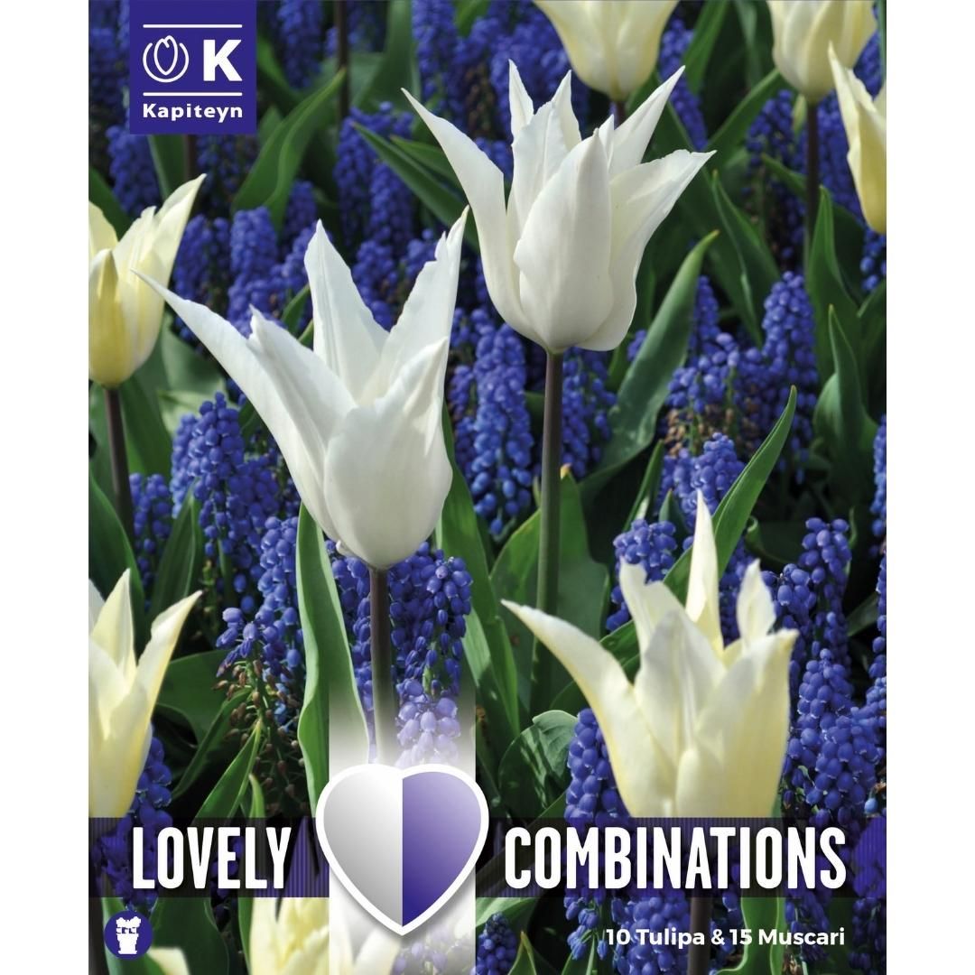 Spring Mix Tulip White & Muscari Blue Bulbs