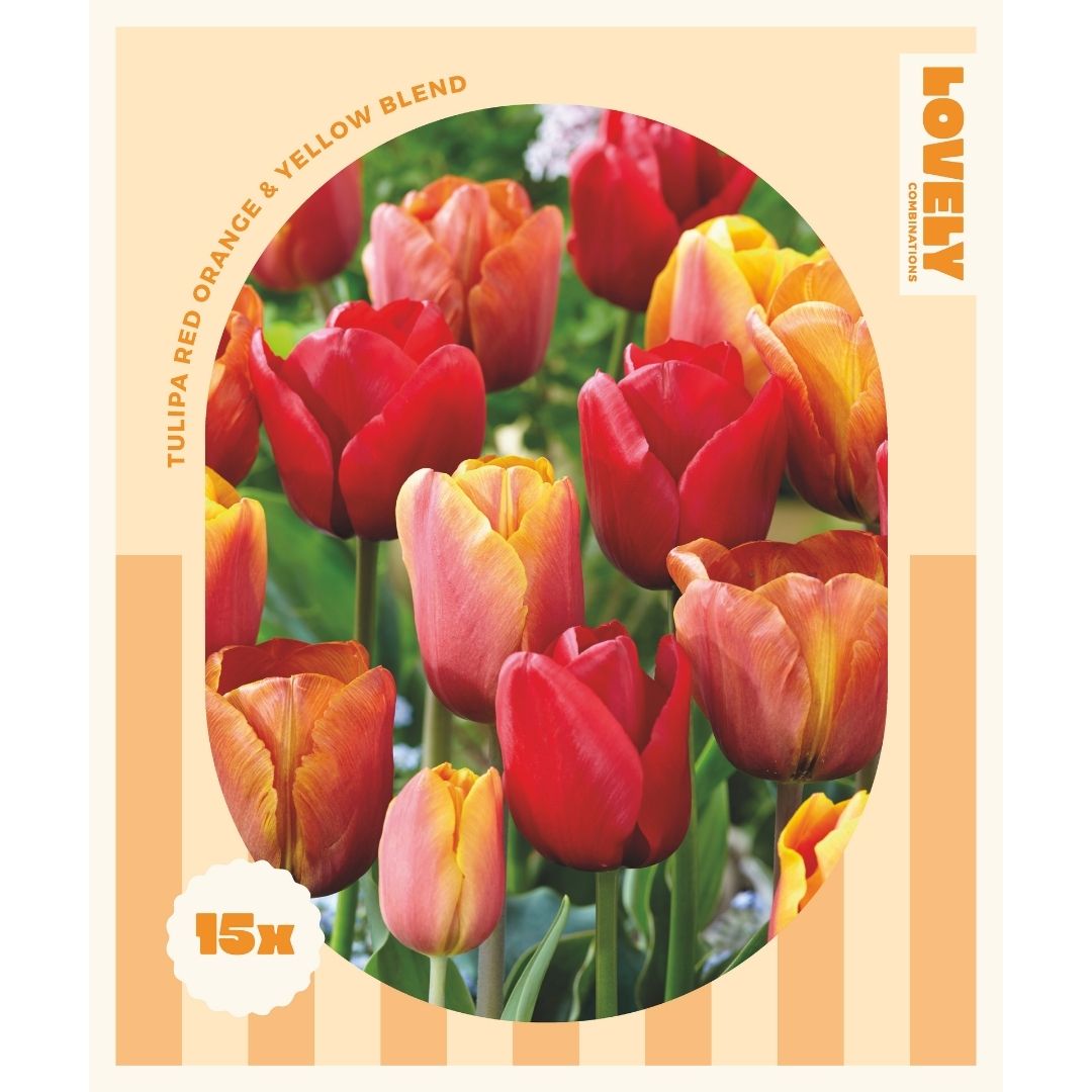 Tulip Red, Orange & Yellow Bulbs