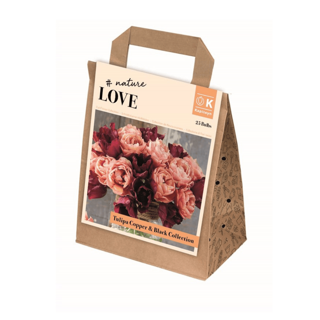 Tulip Copper & Black Collection Bulbs