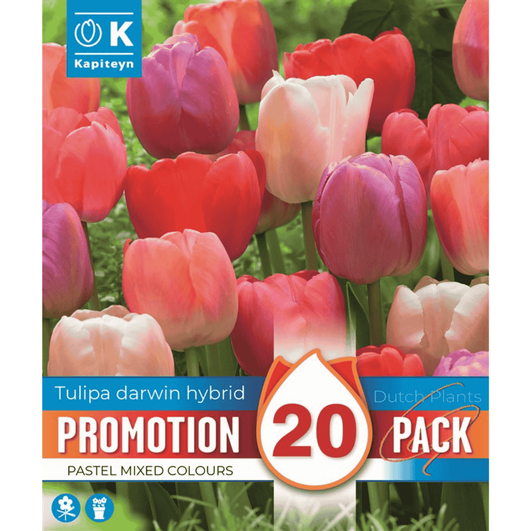 Tulip Darwin Hybrid Pastel Promo Bulbs