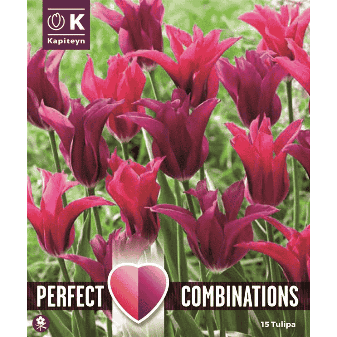 Tulip Doll Blend Bulbs