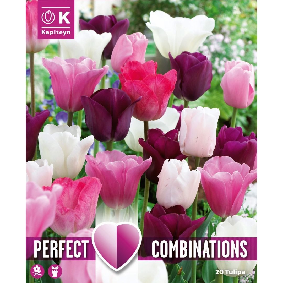 Tulip Mix Pink, White & Purple Bulbs