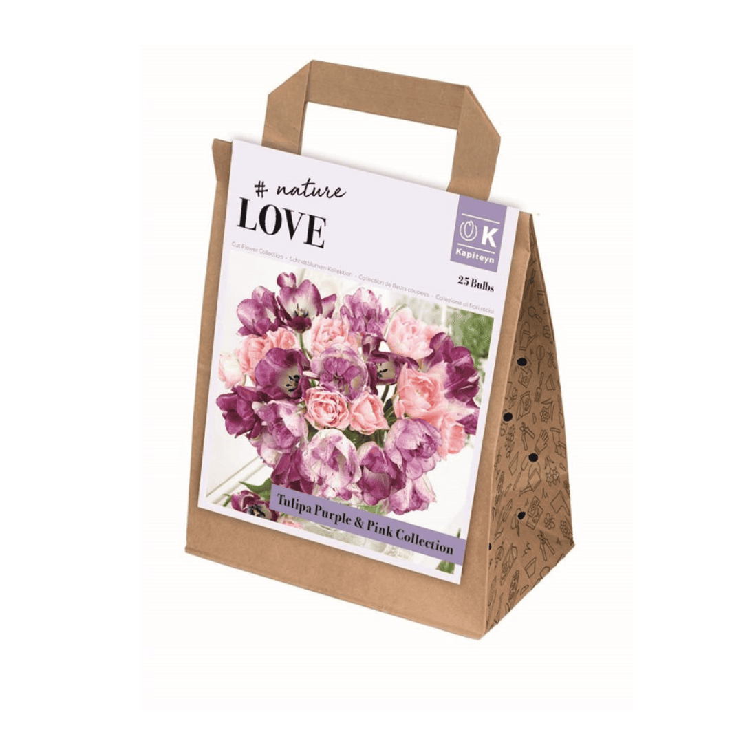 Tulip Purple & Pink Collection Bulbs
