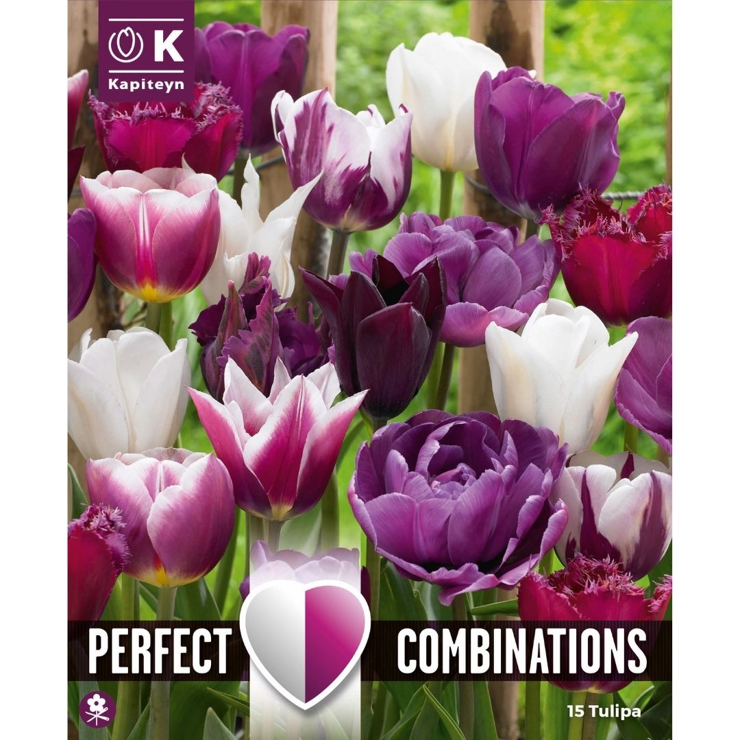 Tulip Violet & White Blend Bulbs