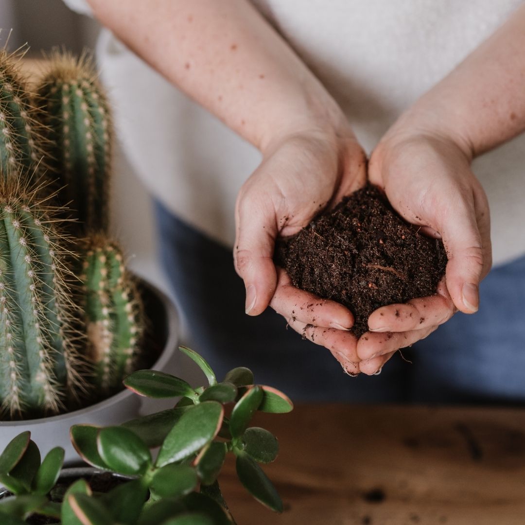 Westland Cacti & Succulent Potting Mix 4 Litres