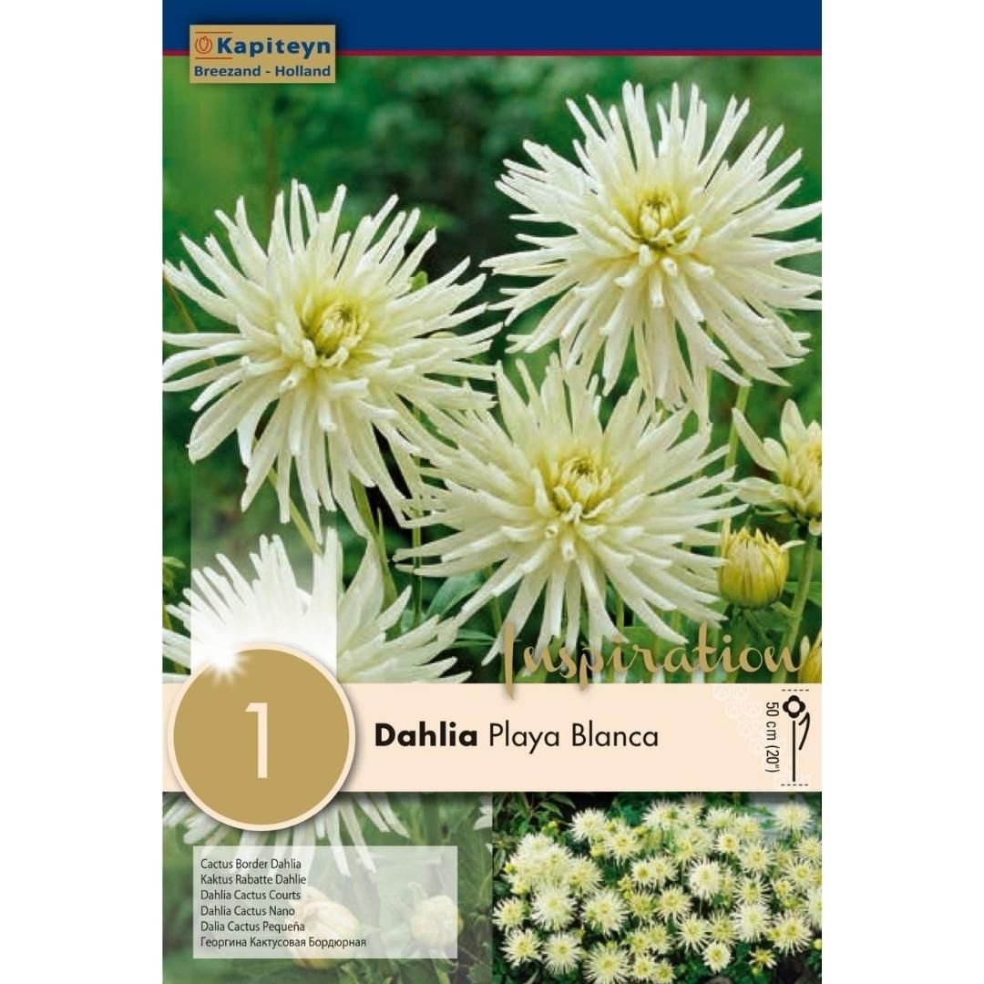 Dahlia Playa Blanca