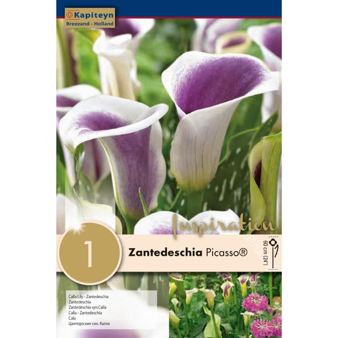Zantedeschia Picasso Bulbs