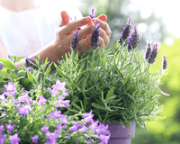 Gardening in Pots - The Garden House