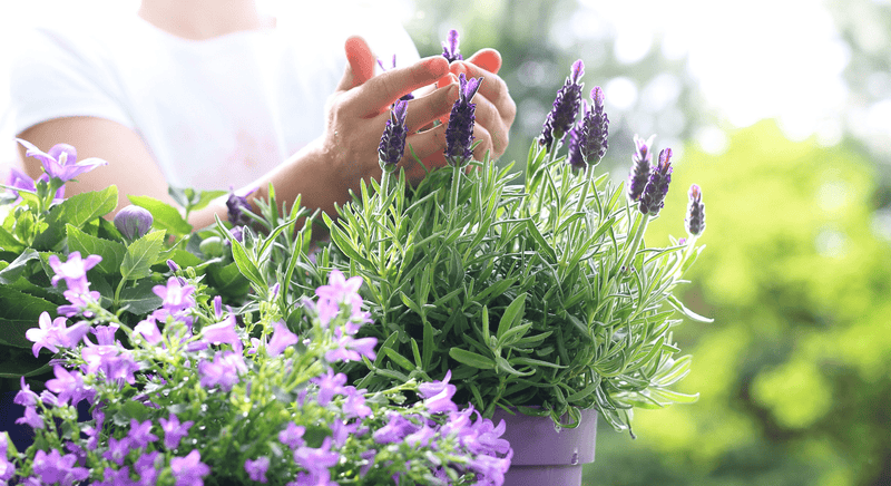 Gardening in Pots - The Garden House