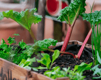 Give Grow your Own a Go! - The Garden House