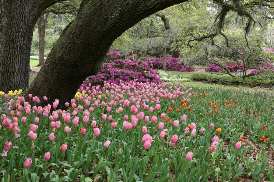 How to Layer Spring Bulbs for Continuous Colour in Your Garden - The Garden House