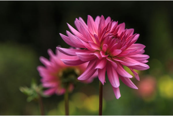 Summer Bulbs Inspiration - The Garden House