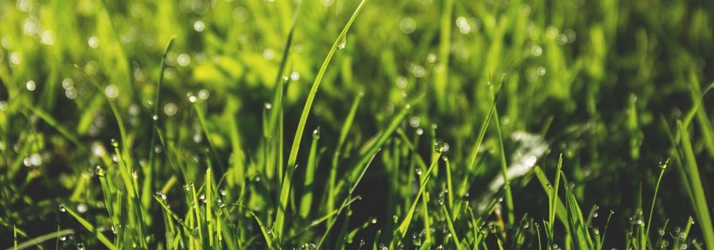 Top Tips for Lawncare - The Garden House