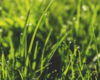 Top Tips for Lawncare - The Garden House