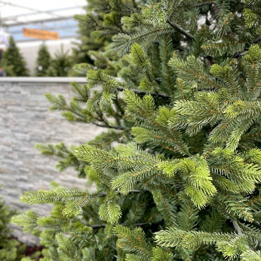 10ft Grand Aurora Artificial Christmas Tree