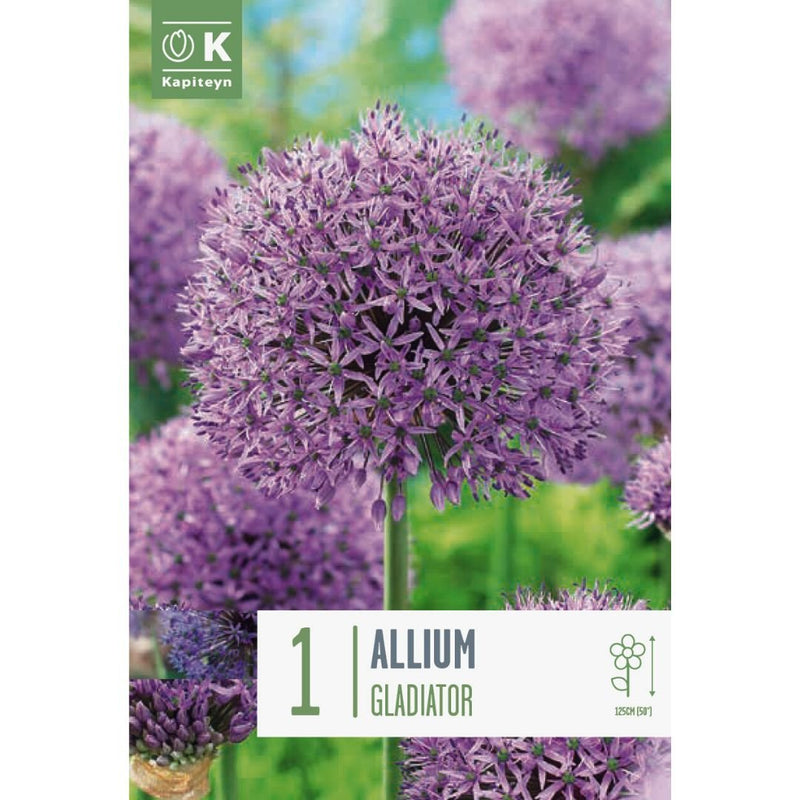 Allium Gladiator Bulb