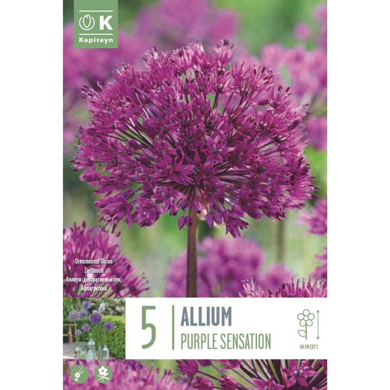 Allium Purple Sensation Bulbs