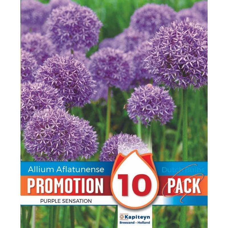 Allium Purple Sensation Promo Bulbs