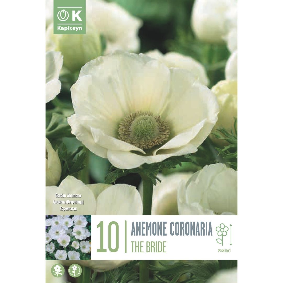 Anemone Coronaria The Bride
