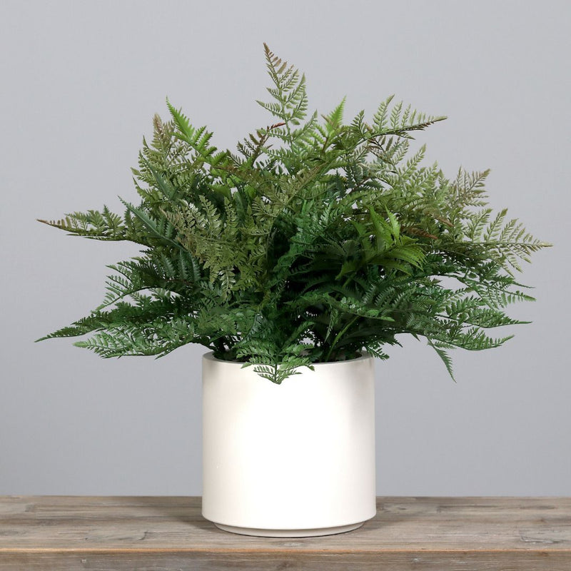 Artificial Fern Arrangement in Cream Pot - The Garden HouseDPI