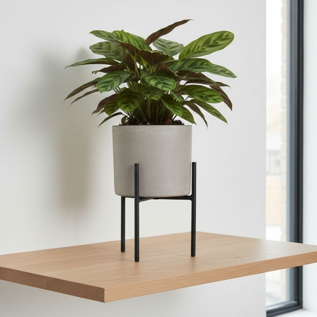 Ascot Plant Stand Black