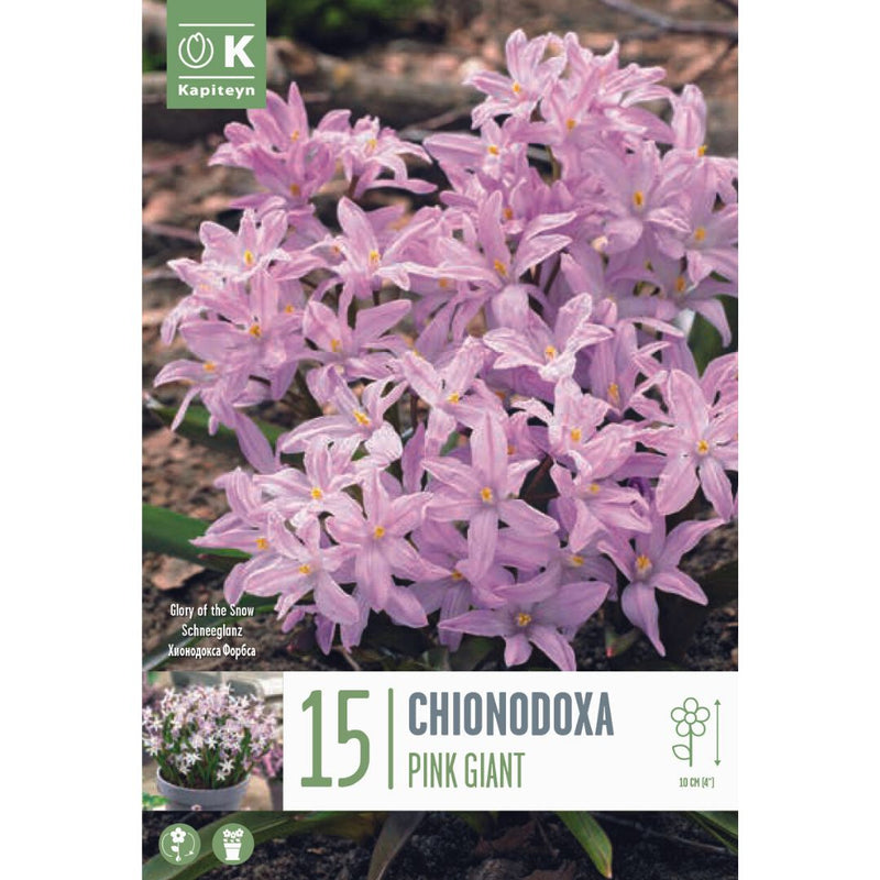 Chionodoxa Pink Giant Bulbs