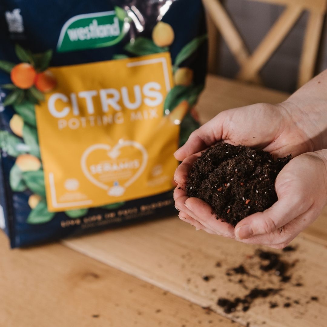 Westland Citrus Potting Mix 10 Litres