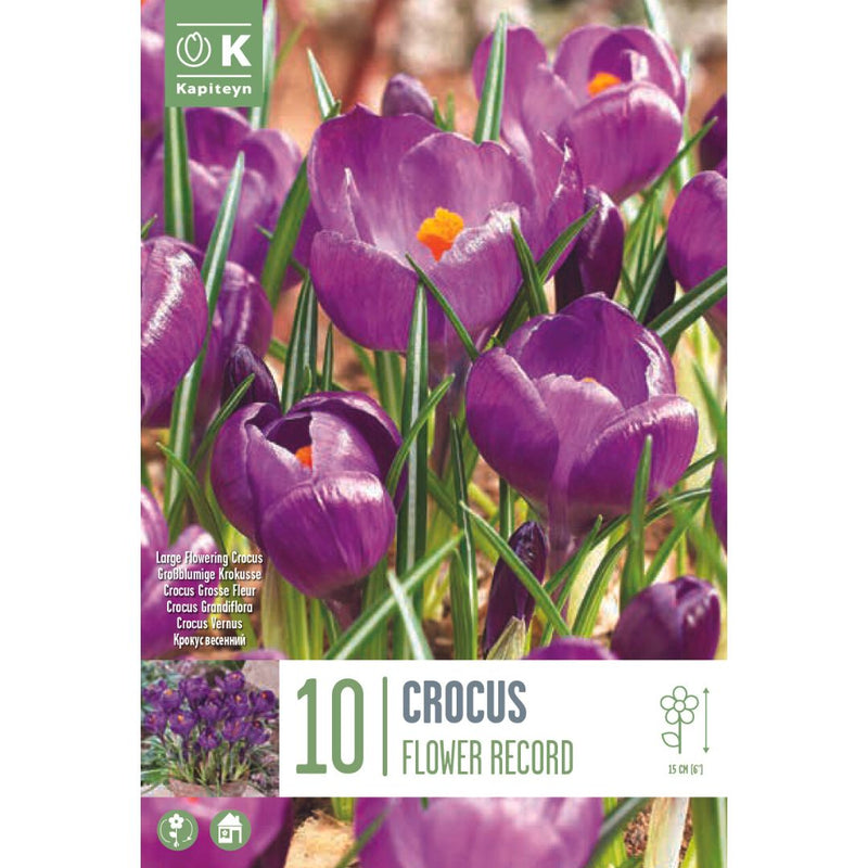 Crocus Flower Record Bulbs