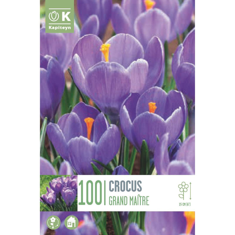 Crocus Grand Maître - 100 Bulbs